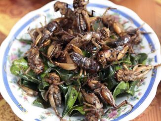 WaPo tells Americans to eat bugs this Christmas