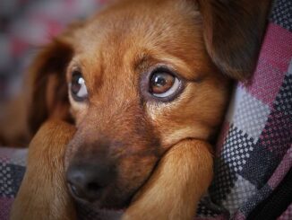 Climate activists set their sights on dogs, vow to kill millions of them to reduce carbon footprint