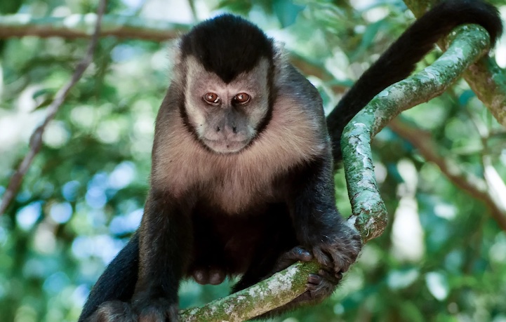 WHO renames monkeypox to MPOX.