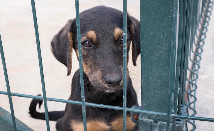 CNN urges viewers to starve their pets to death to save the planet