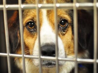 NY bans pet ownership as part of WEF's Great Reset agenda