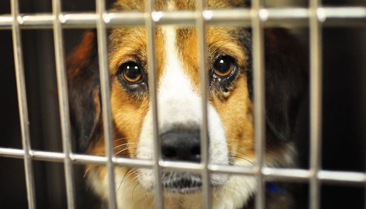 NY bans pet ownership as part of WEF's Great Reset agenda