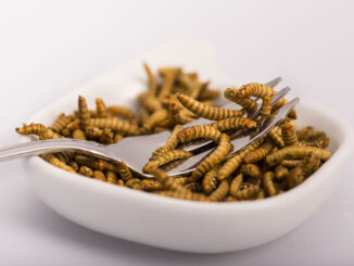 insects for human food