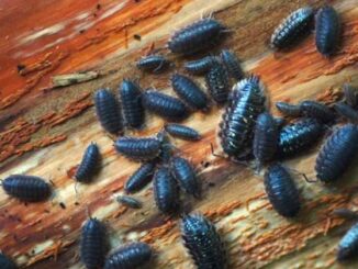 EU to begin force-feeding bugs to citizens