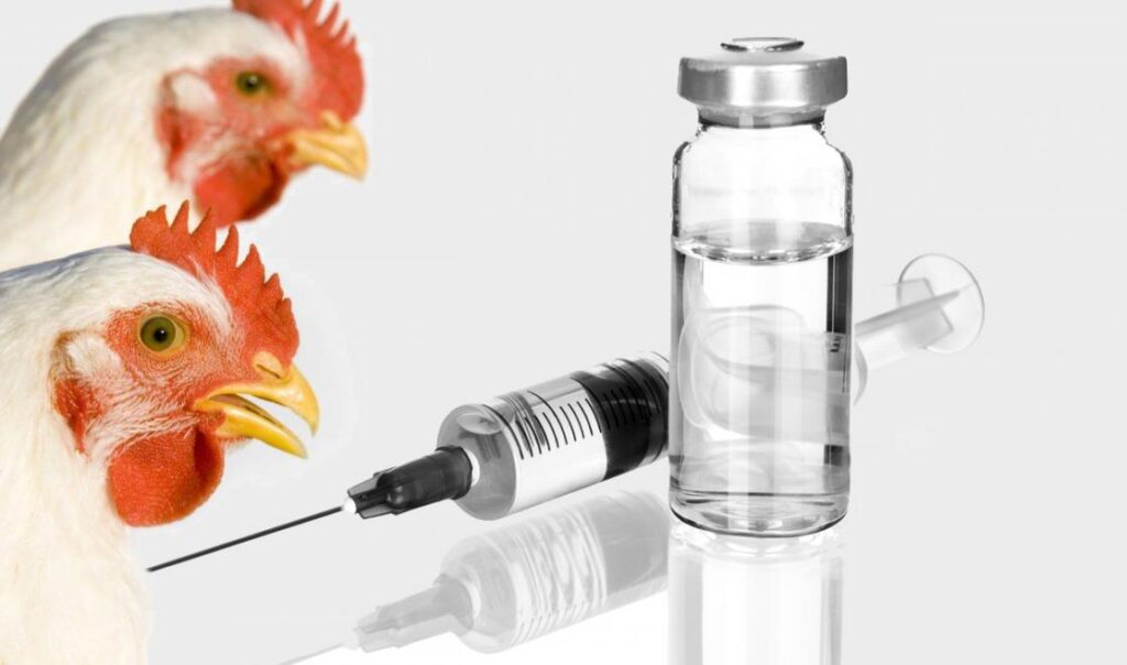 AVIAN FLU VACCINE