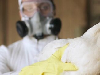 WHO warns billions will die in upcoming bird flu outbreak