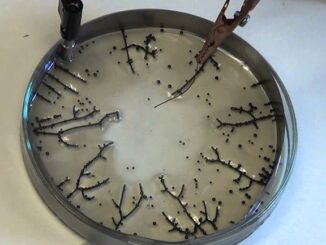 Graphene-like substance being shed from vaccinated to unvaccinated, doctor warns