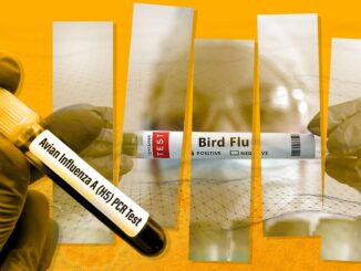 ghuman bird flu