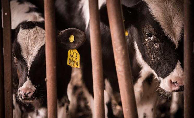 Americans need to be prepared to eat a lot less beef, because the global elite have drastically culled the size of the national cattle herd in an effort to combat climate change and move people away from meat-eating diets.