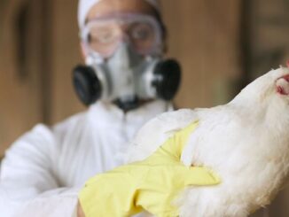 New mRNA jabs being prepared for new bird flu plandemic