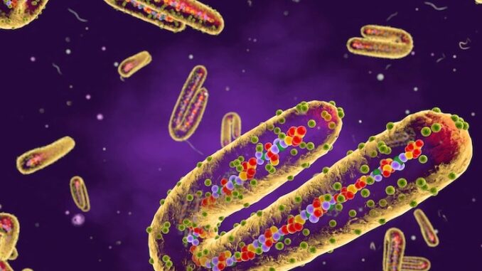 CDC warns Marburg virus poses new pandemic risk