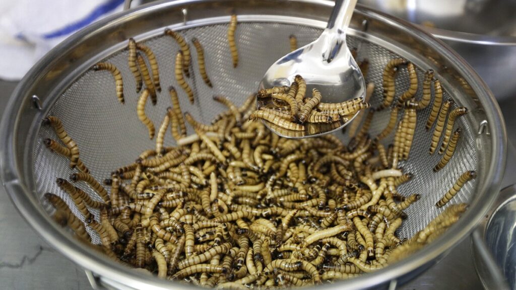 eating insects