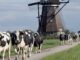 Dutch farmers