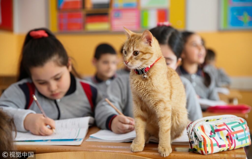 uk school cat