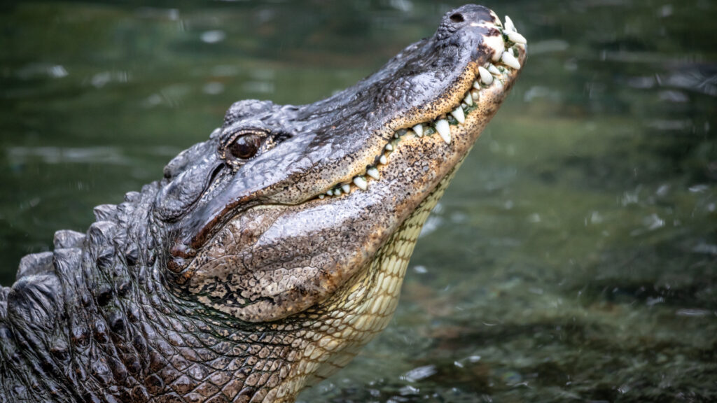 crocodile