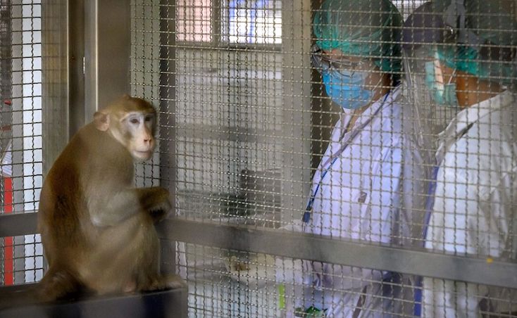 HIV infected green monkey DNA found in COVID vaccinations