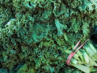 Organic kale found to contain carcinogenic chemicals