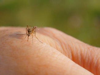 Mosquito