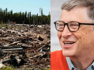 Bill Gates trees
