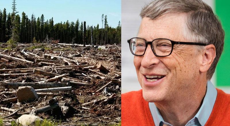 Bill Gates trees
