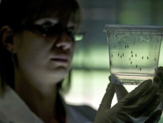 Dengue fever epidemic plagues Brazil following Bill Gates GM mosquito rollout