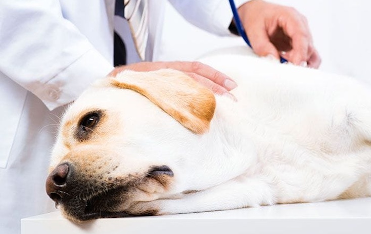 Democrat to introduce new law forcing pet owners to pay expensive tax on animals they refuse to euthanize