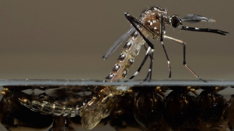 Bill Gates GMO mosquitoes causing disease outbreak