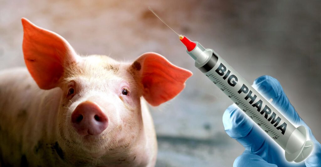 mRNA vaccine livestock