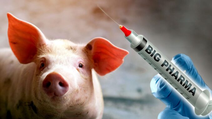 mRNA vaccine livestock