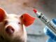 mRNA vaccine livestock