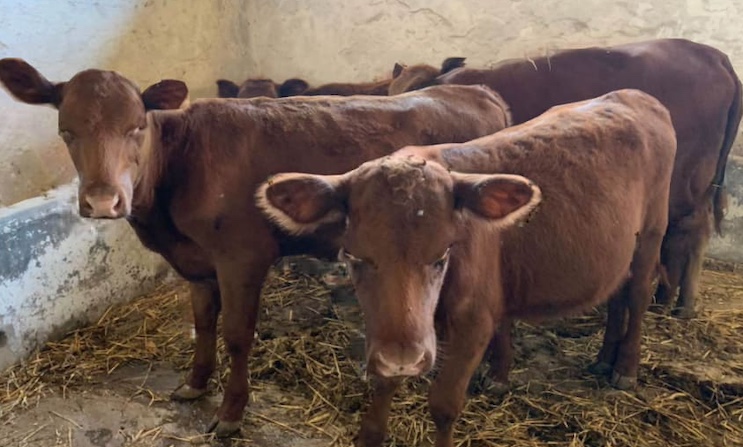 Red Heifers in Israel signals coming end of world times.