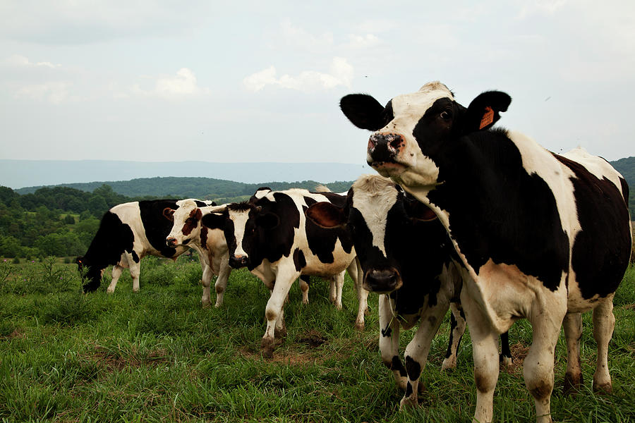 cows