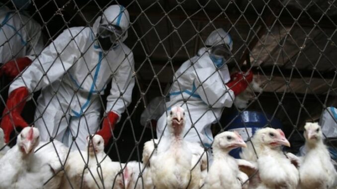 WHO urges government's to cancel upcoming elections due to bird flu outbreak