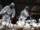 WHO urges government's to cancel upcoming elections due to bird flu outbreak