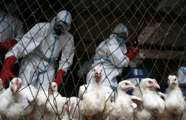 WHO urges government's to cancel upcoming elections due to bird flu outbreak