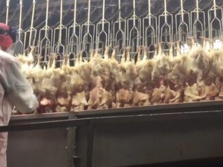 Australian government slaughter millions of chickens to prepare for bird flu pandemic.