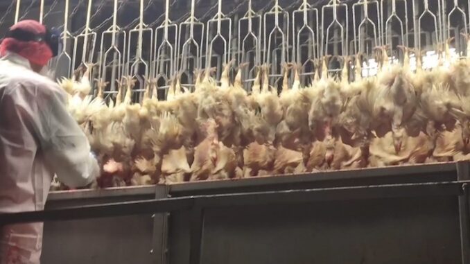 Australian government slaughter millions of chickens to prepare for bird flu pandemic.