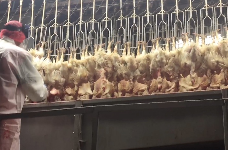 Australian government slaughter millions of chickens to prepare for bird flu pandemic.