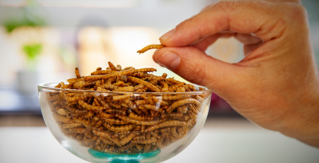 insect food mealworms