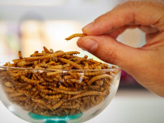 insect food mealworms