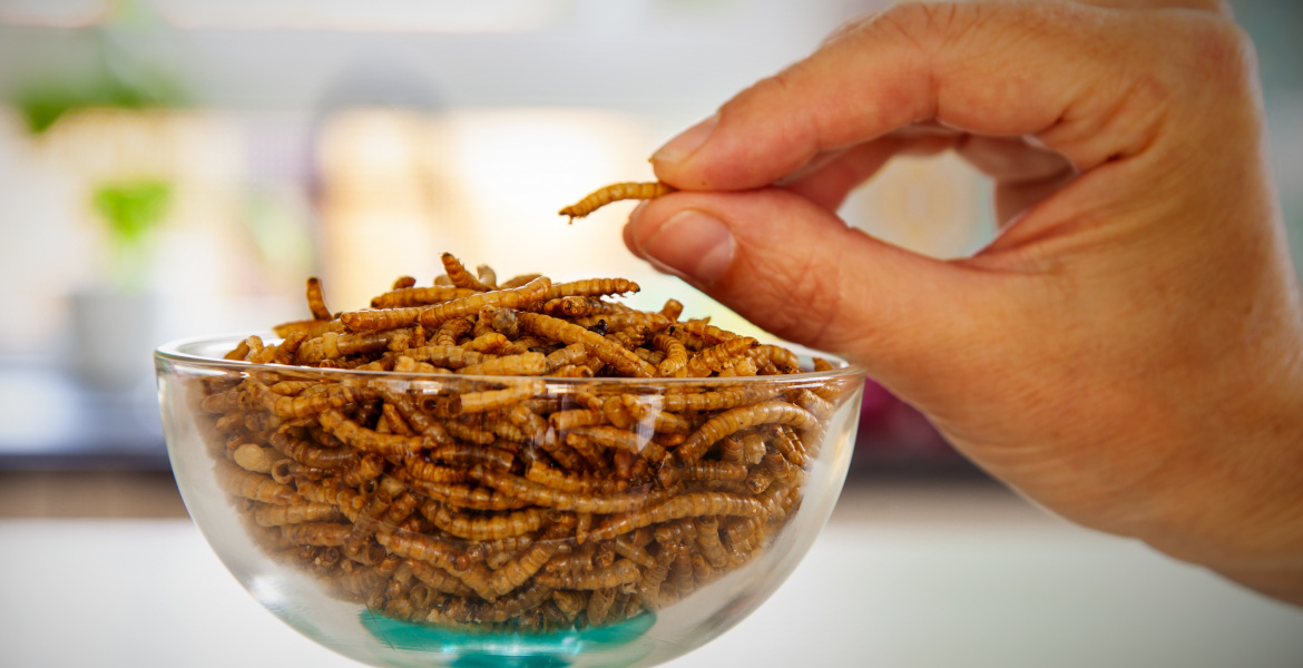 Company Producing Insects To Add To Human Food Goes Bankrupt Due To Low Demand!