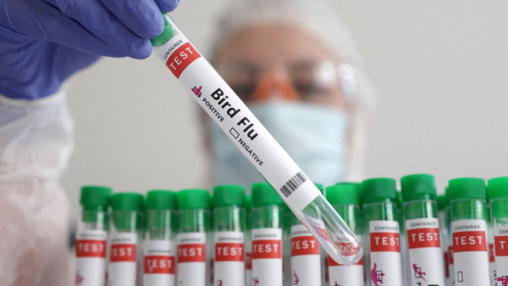 bird flu