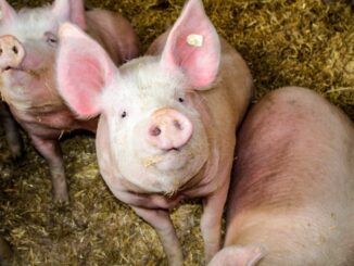 African swine fever