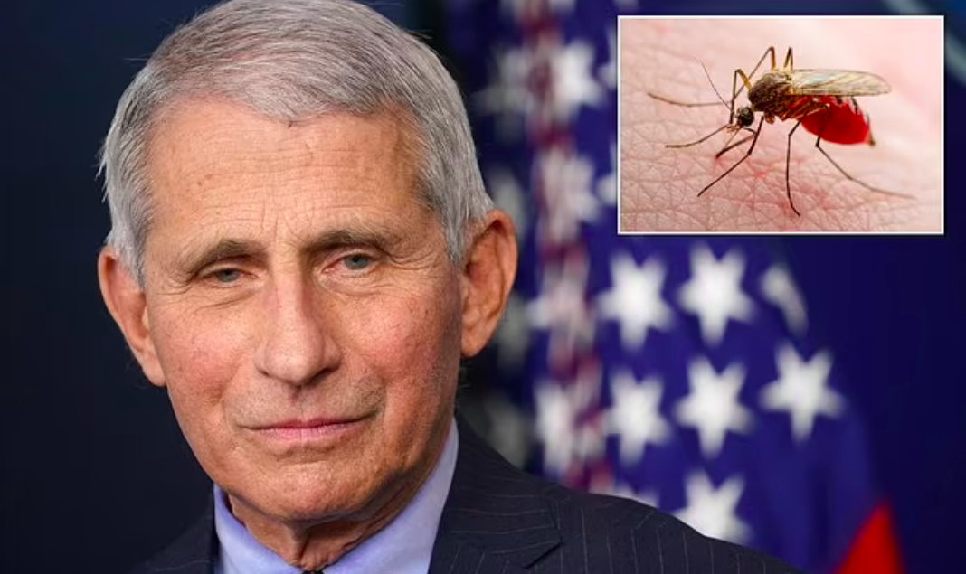 Anthony Fauci, Who Advised on GMO Mosquito Release, Hospitalized with ‘Deadly’ West Nile Virus