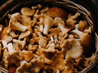 Mushrooms extend lifespan, study finds.