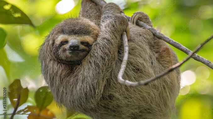 sloth
