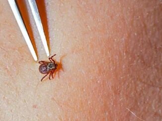 Top medical researcher warns Lyme Disease was created as a bioweapon.