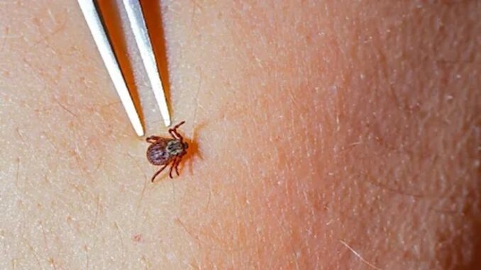 Stanford Whistleblower: ‘Lyme Disease Was Created as a Bioweapon’