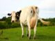Denmark to tax farting cattle.