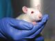 lab rat